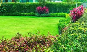 贝博中国 外国网友评论城市绿化